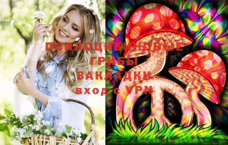 Галлюциногенные грибы Psilocybe  Тайга 